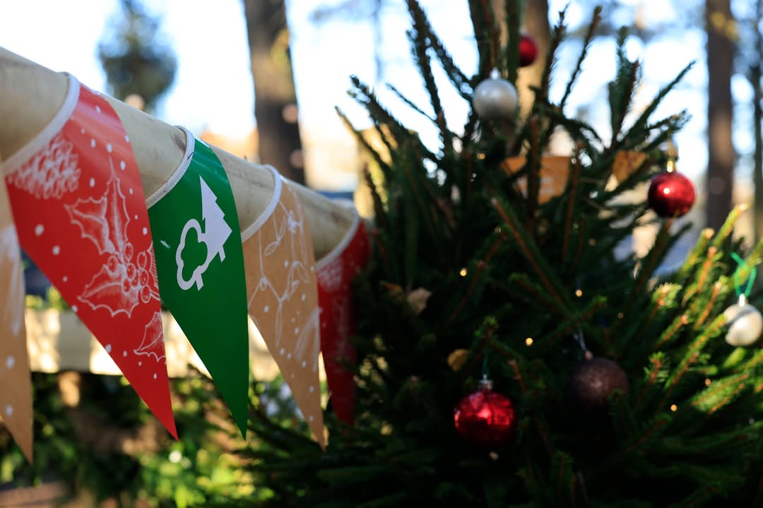 Buy Your Real Christmas Tree at Moors Valley Country Park - @https://www.instagram.com/moorsvalley