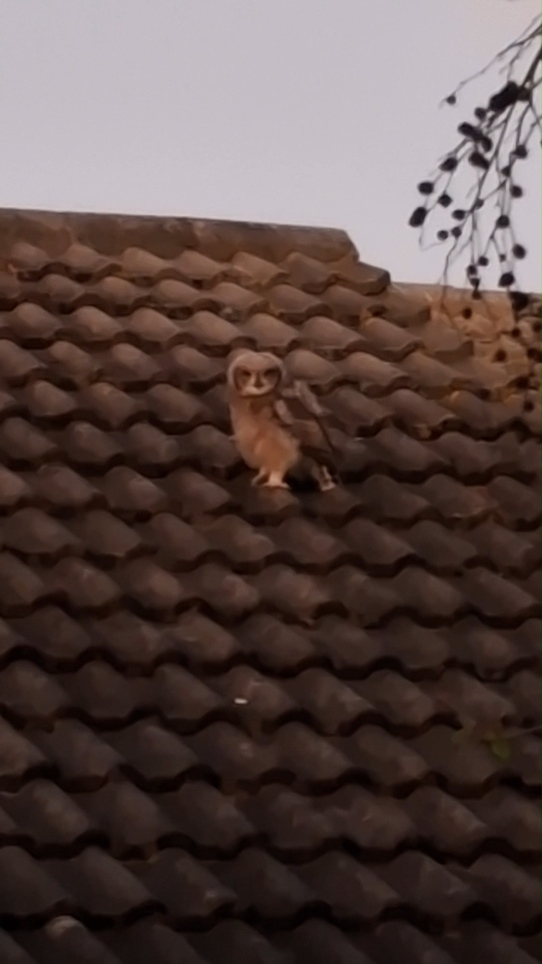 Exciting Owl Update from Helderberg Village! - @https://www.instagram.com/helderberglifestylevillage