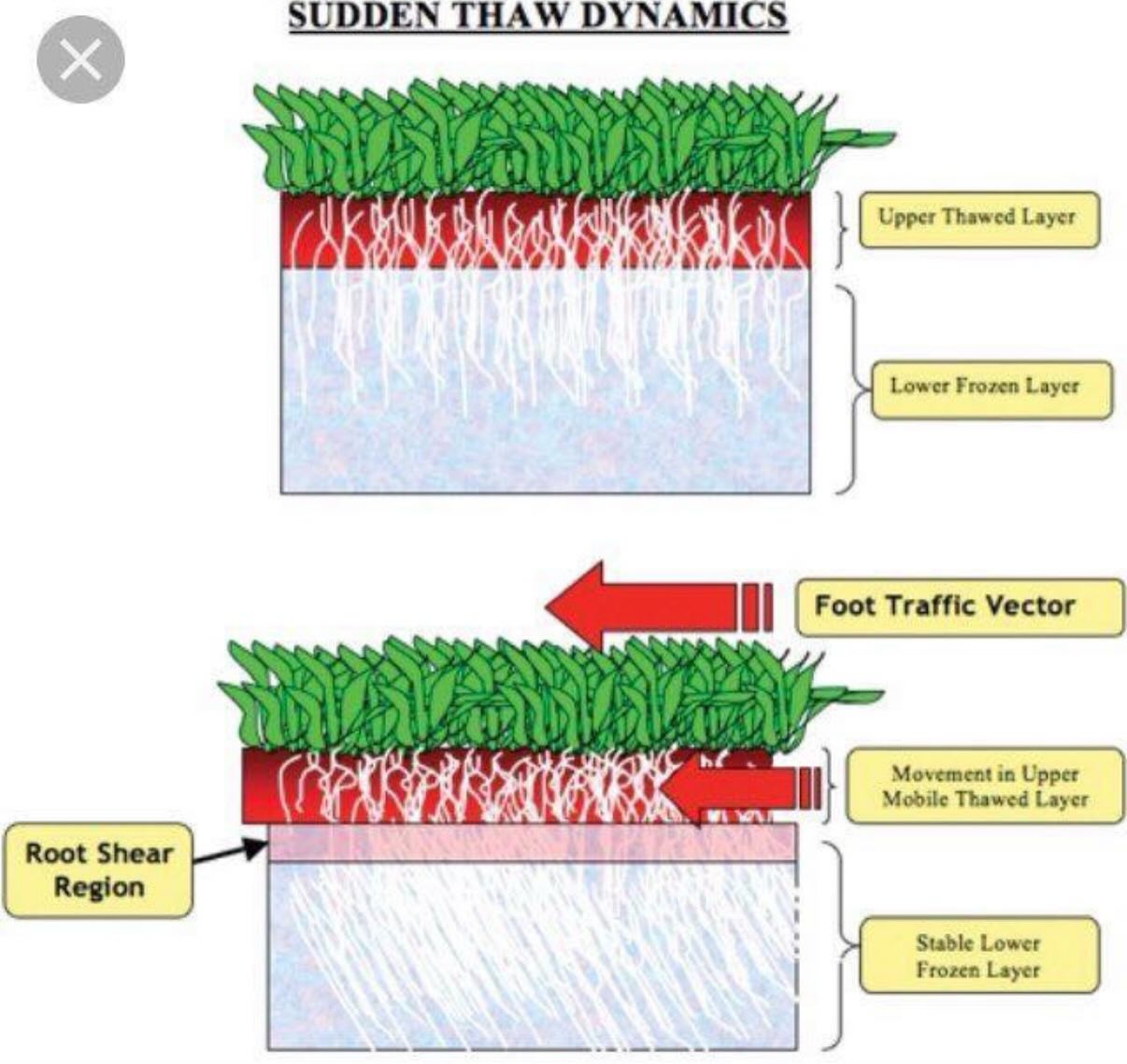 Understanding Root Shearing in Golf Greens After Frost - @https://www.instagram.com/klgc_greens_staff