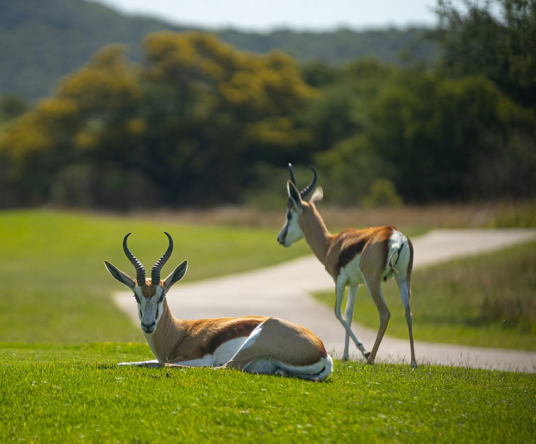 Euphoria Golf & Lifestyle Estate: A Sanctuary in the Waterberg - @https://www.instagram.com/euphoriagolfest