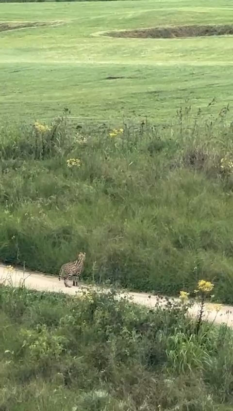 Nature's Beauty at Gowrie Farm: A Serval Sighting During Golf - @https://www.instagram.com/gowriefarm